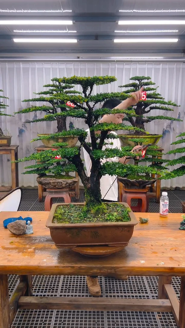 无花朵申*峰精品盆景直播间一物一拍