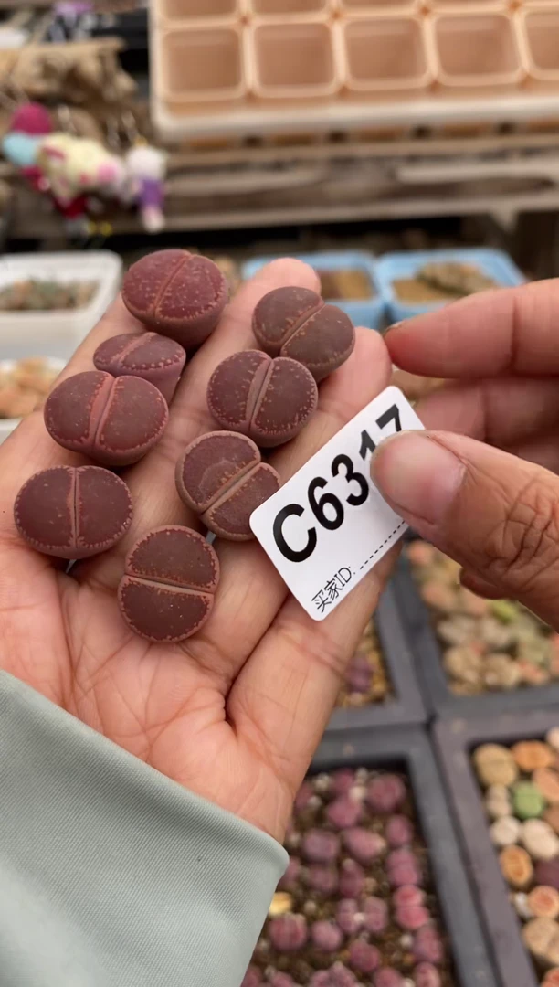 6317直播一物一拍