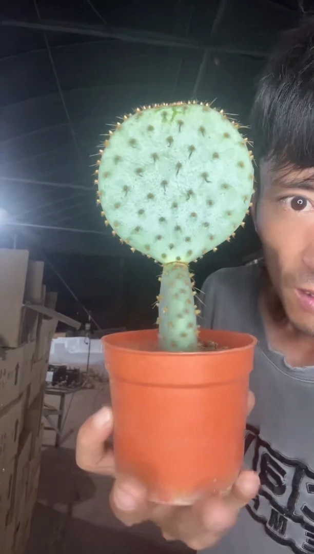 自根圣丽塔两头=========