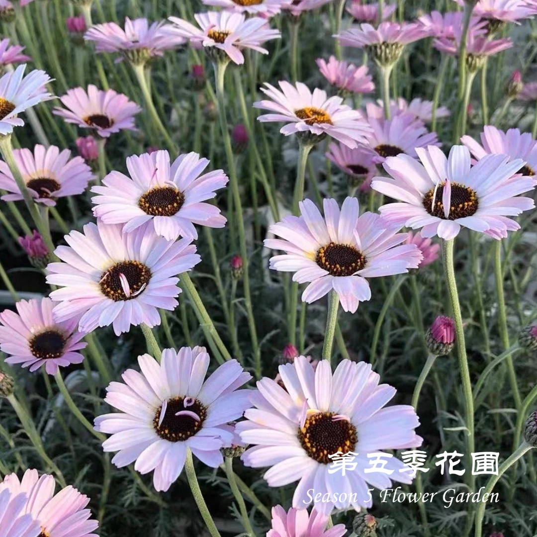 第五季花圃 摩洛哥雏菊‘杏子果酱’ 多年生爆花植物 庭院阳台盆栽