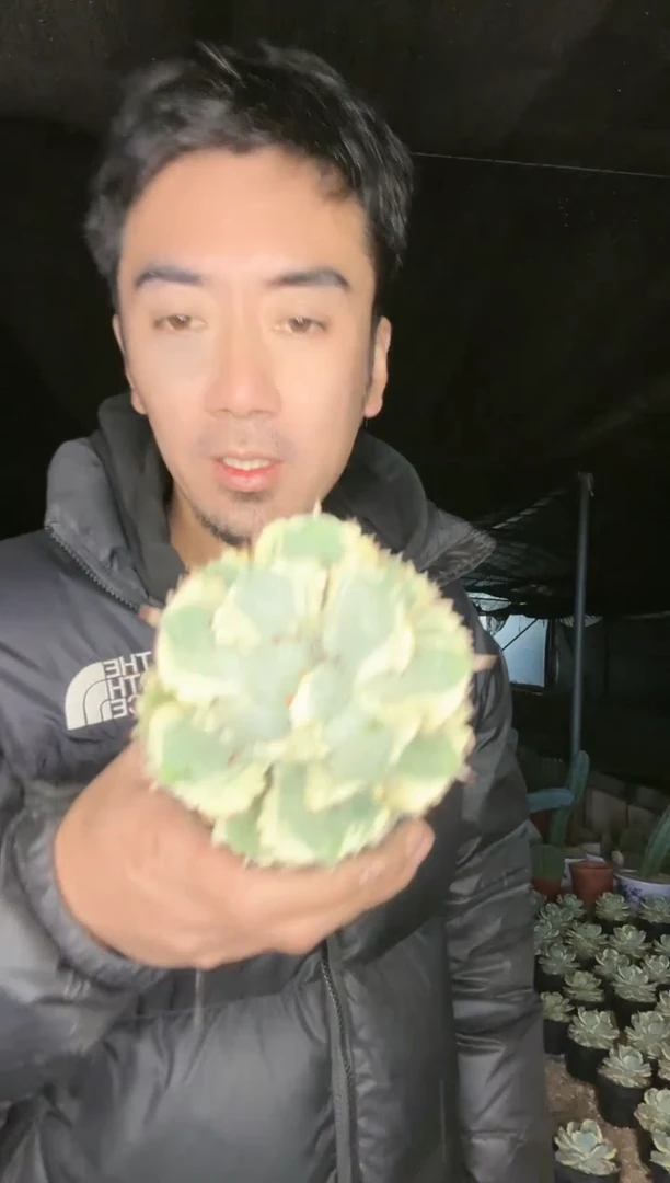 【闪购商品】高颜值甲蟹锦 带盆