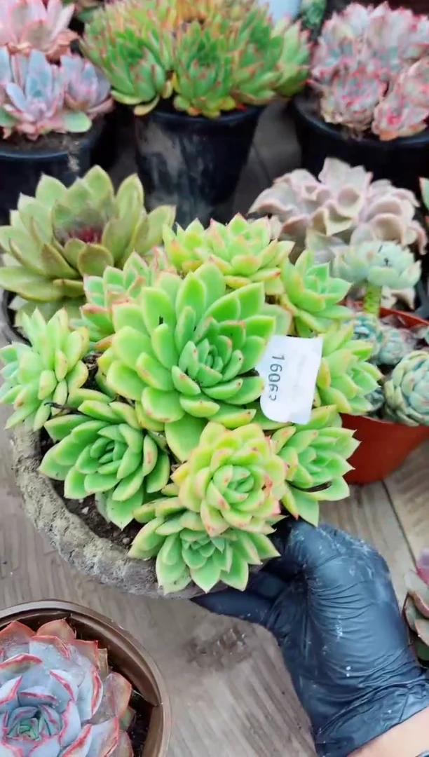?***好16063多肉植物一物一拍
