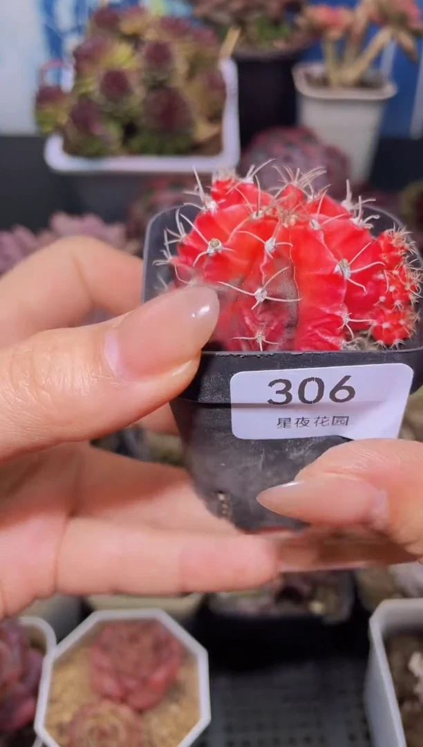 【闪购商品】306肋骨牡丹锦