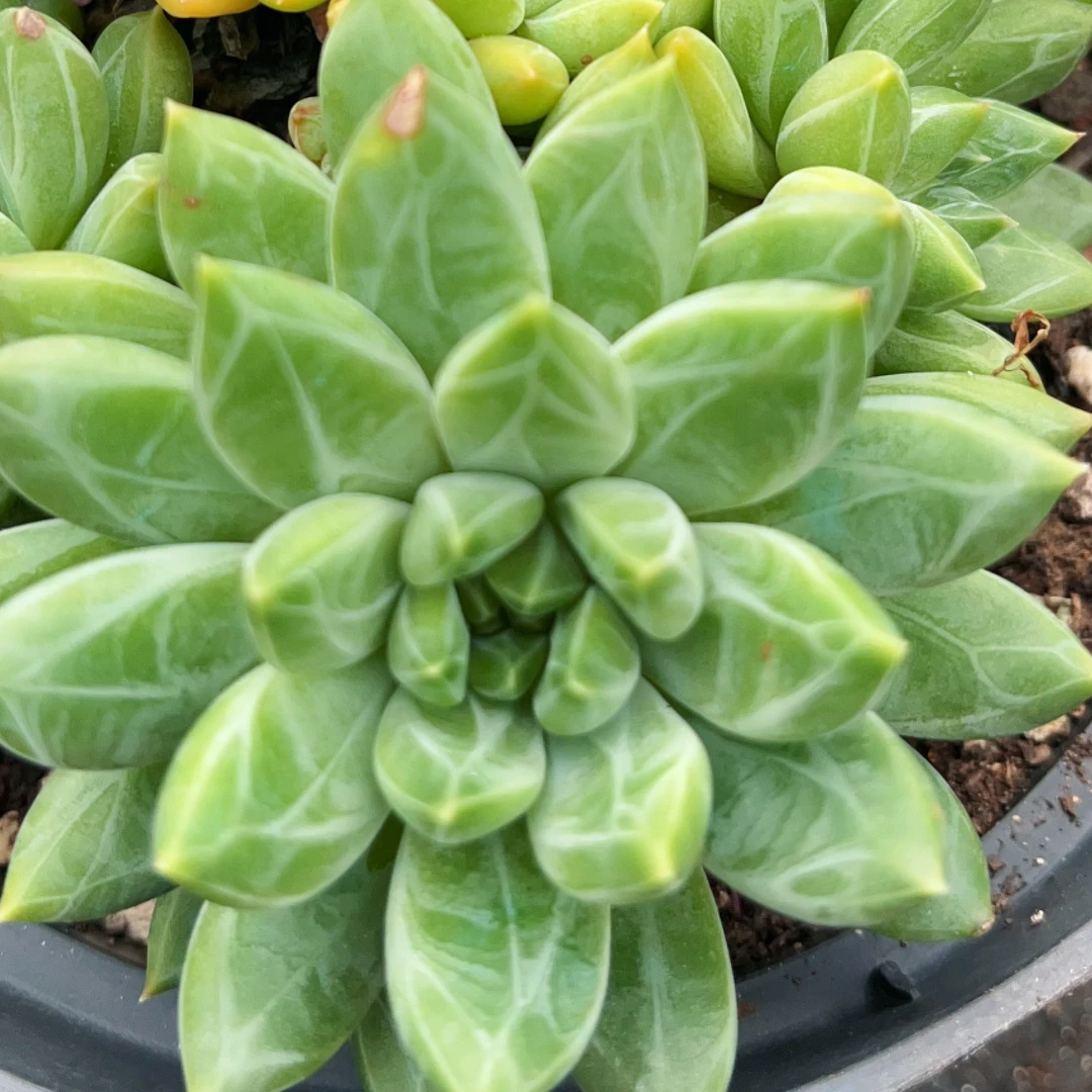 钻石美人可能会散 多肉满18包邮