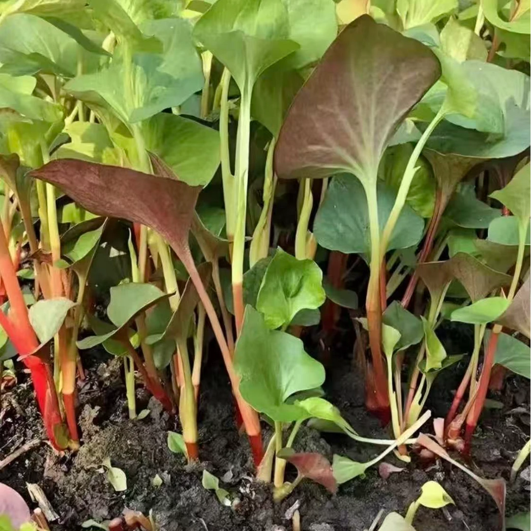鱼腥草种子折耳根种子四季种植阳台庭院盆栽地载泡沫箱均可种植
