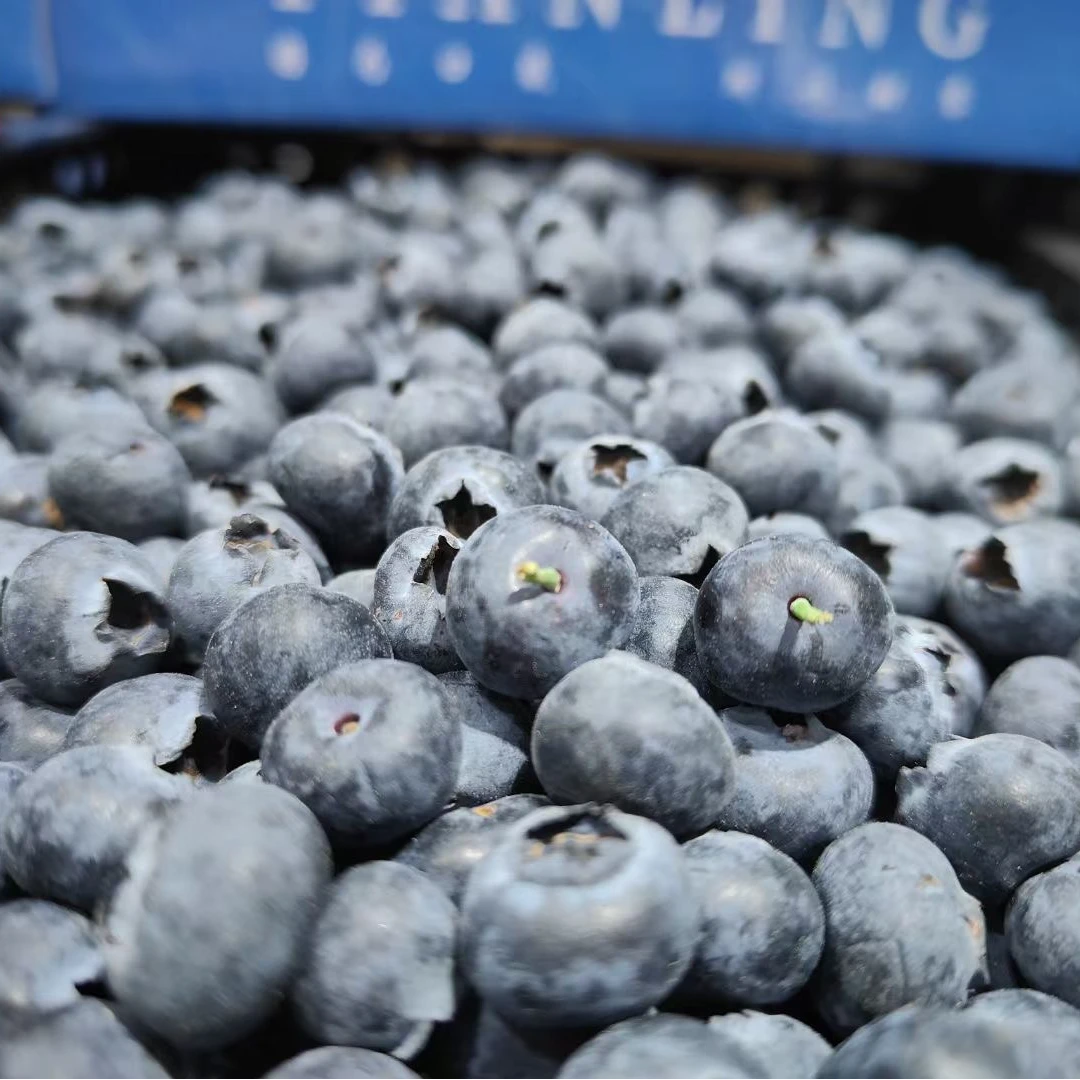 云南L25花香蓝莓15mm-17mm-350g/筐-2筐-1.4斤/件（非礼盒）L25云南省玉溪市