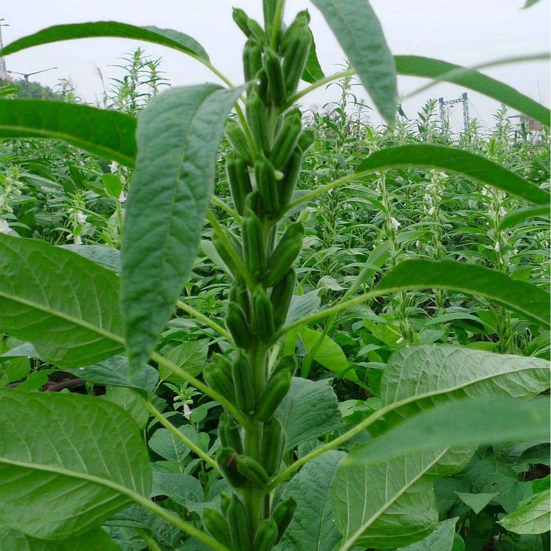 草松有效升级用品