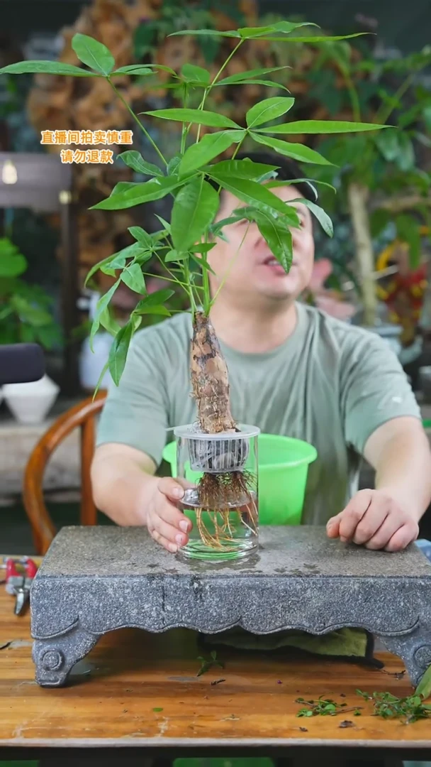 当前无花栽培后可以开花162发财树T