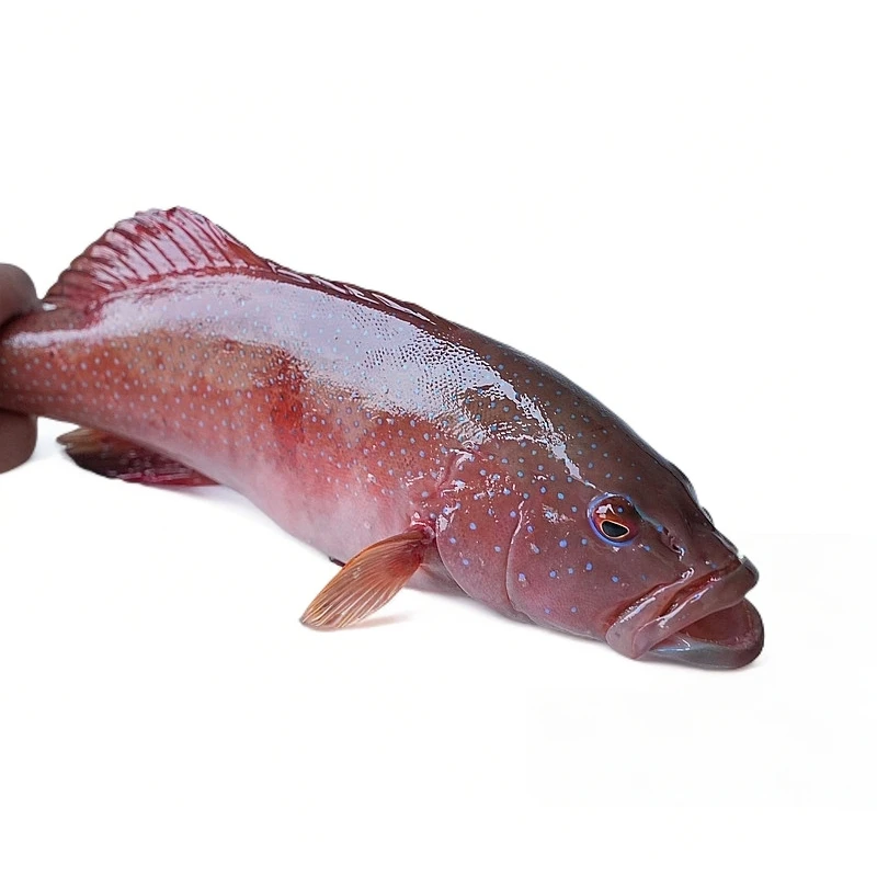 【东星斑缺氧】【默认处理杀鱼】海产品 福建省内可拍 直播现称