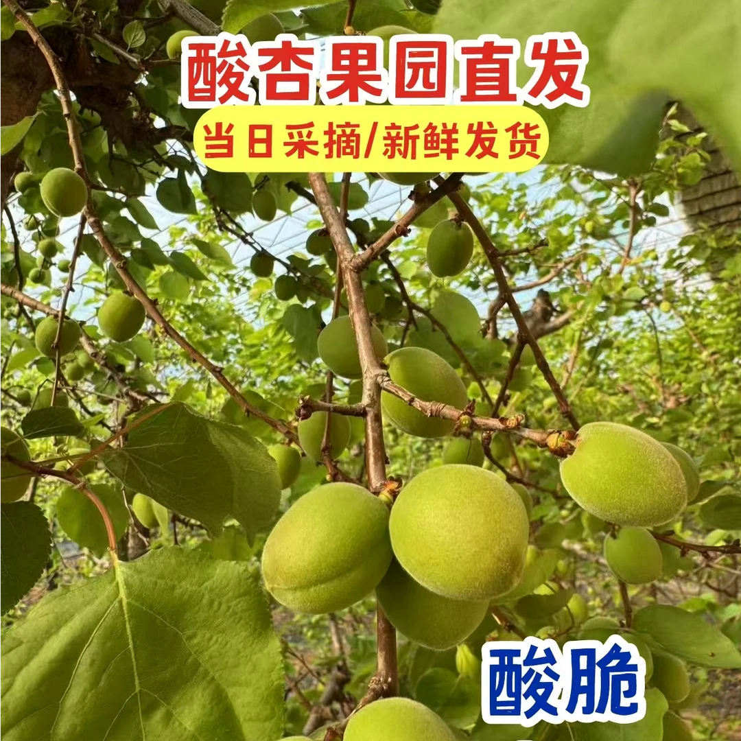 【顺丰】孕妇水果酸杏青杏酸脆爽口过瘾软核杏子现货现发新鲜水果