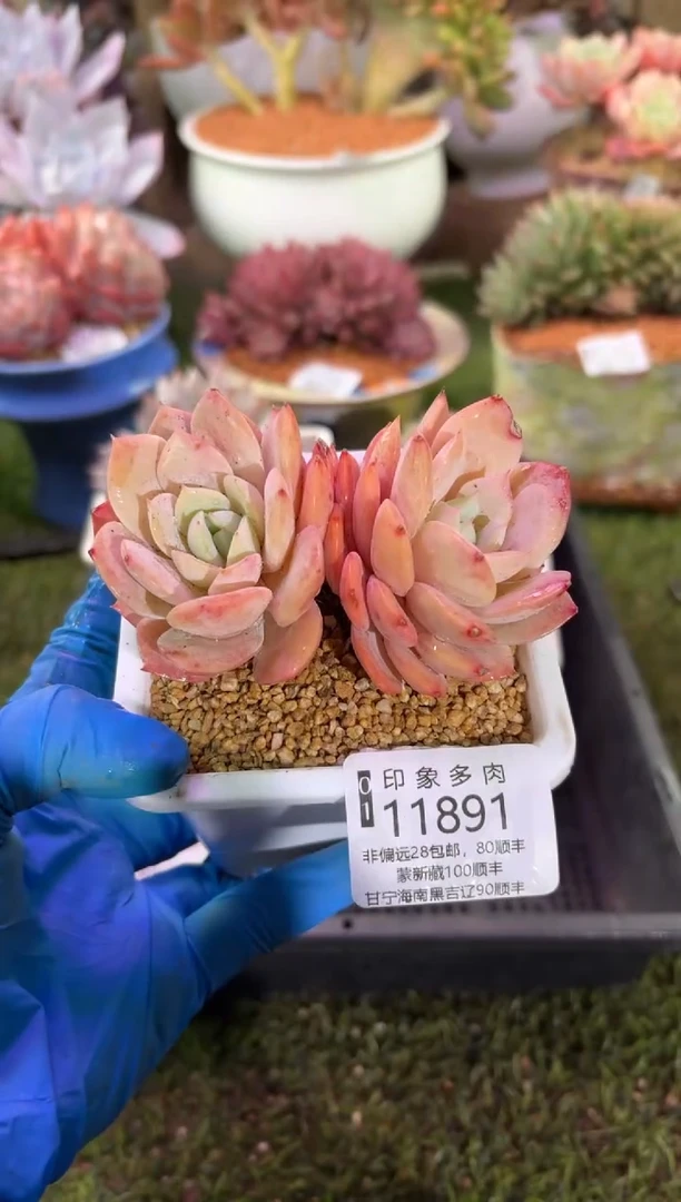 【闪购商品】11891