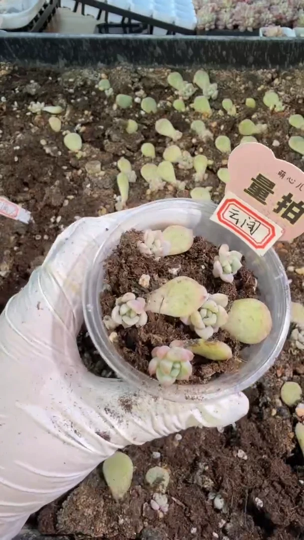 云间 小圆盒1盒 5颗量拍多肉植物