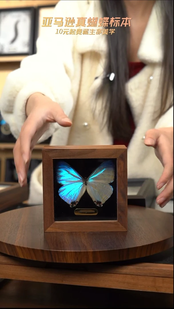 夜明珠闪蝶胡桃木