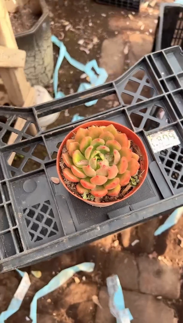 今****˗多肉植物一物一拍30202