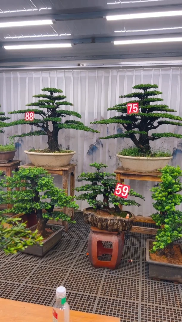 无花朵快****U精品盆景直播间一物一拍