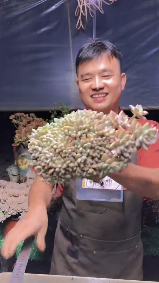 180淡雪缀化一物一拍