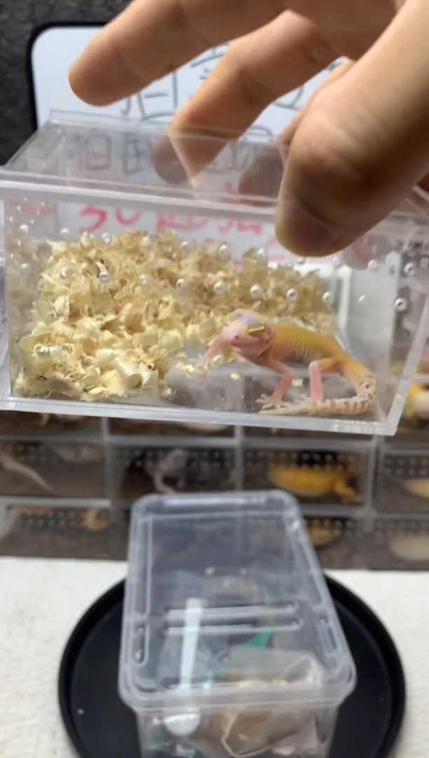 豹纹守宫橘化无纹雷达