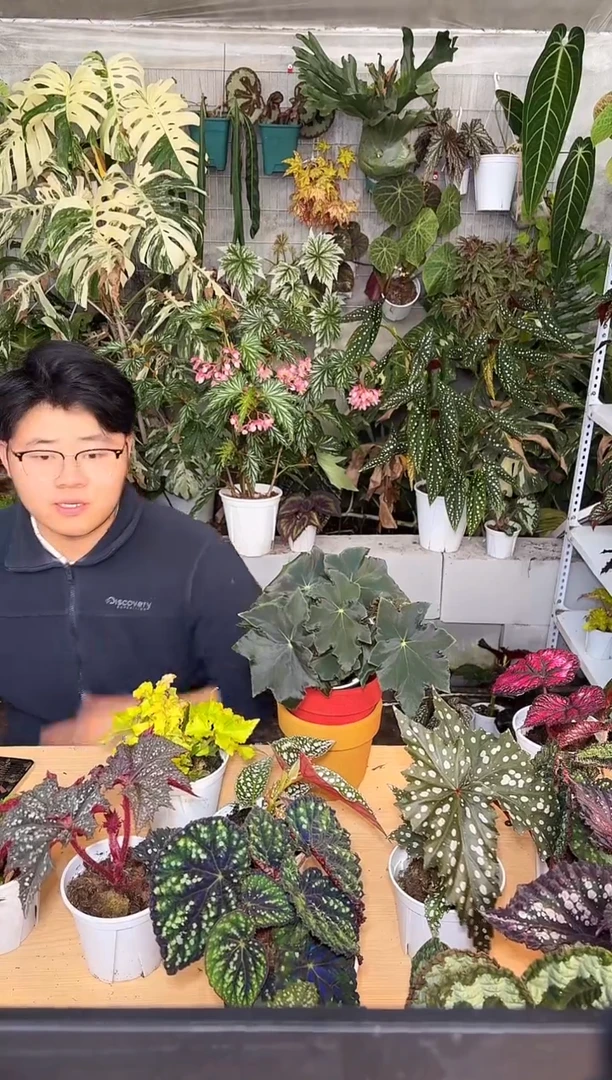 完全开放暗夜华府