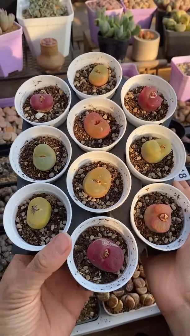 【闪购商品】9218直播一物一拍