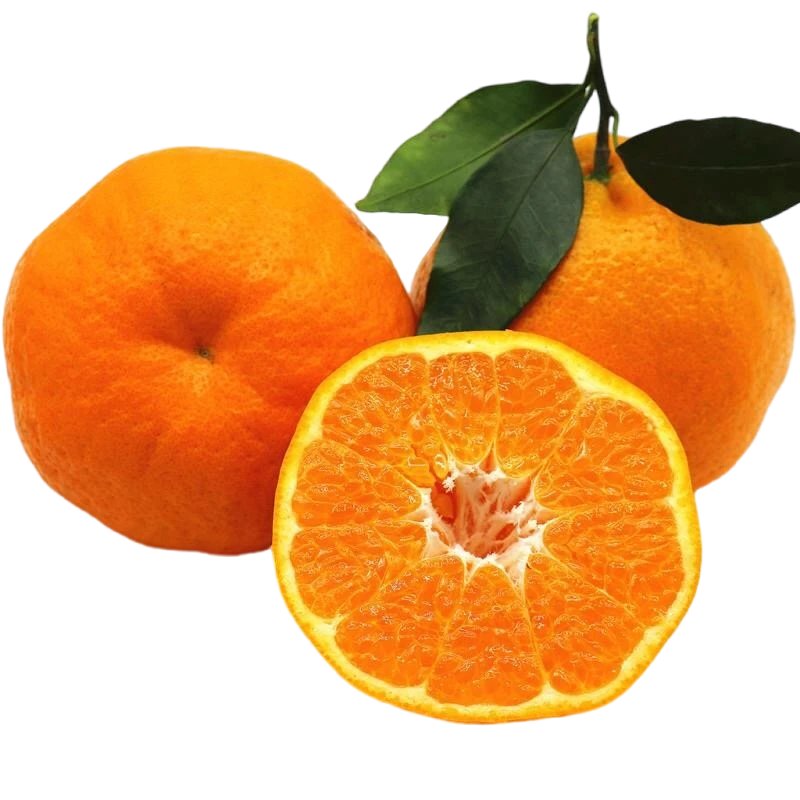 尘乡居-四川眉山春见耙耙柑京东快递包邮