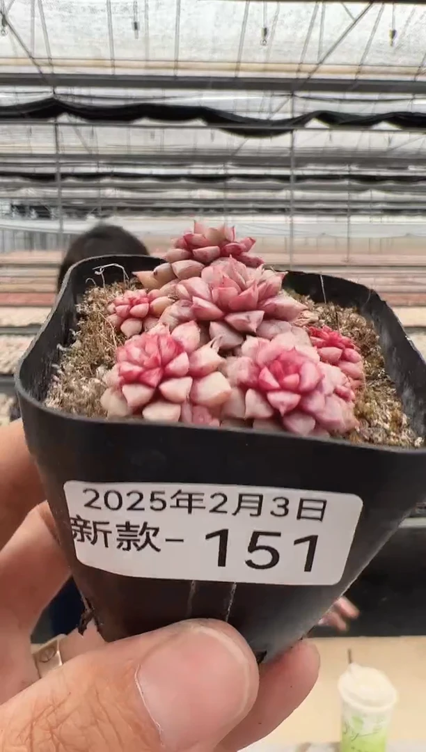 【闪购商品】新款多肉-151