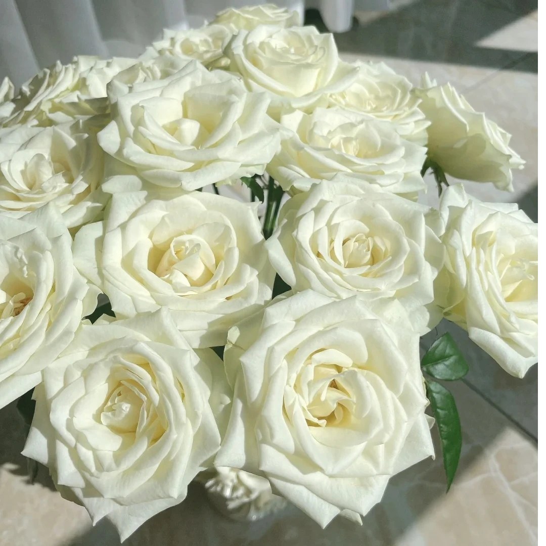 【源头优选】白雪山单头玫瑰花 任意2单鲜花包邮 发货后不支持退款