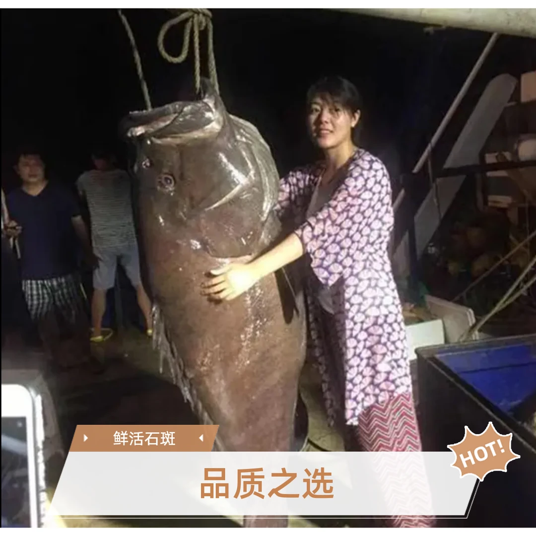 海捕超大石斑鱼海鲜特大营养鲜活海鱼鲜急冻龙趸鱼大营养急冻锁鲜