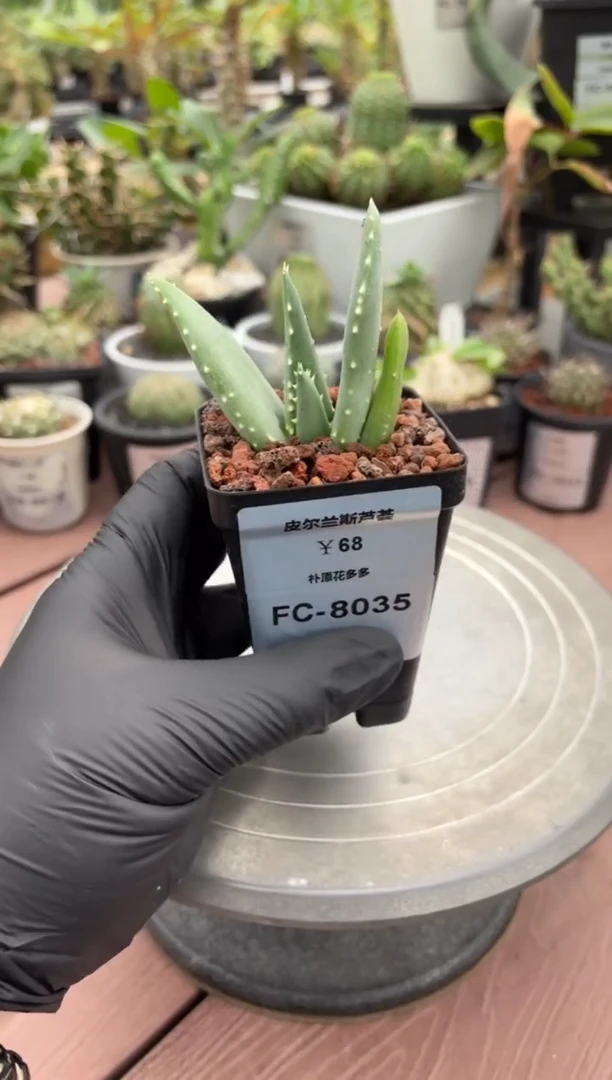 皮尔兰斯芦荟FC-8035