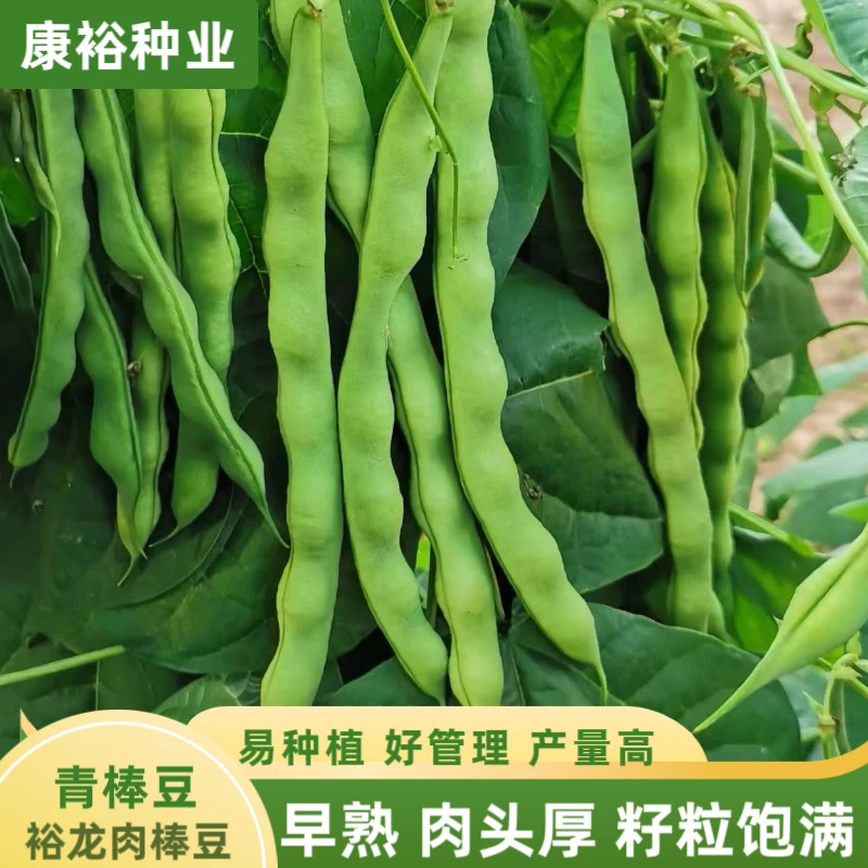 【康裕种业】裕龙肉棒豆/青棒豆/四季豆/架豆 结荚率高早熟耐热