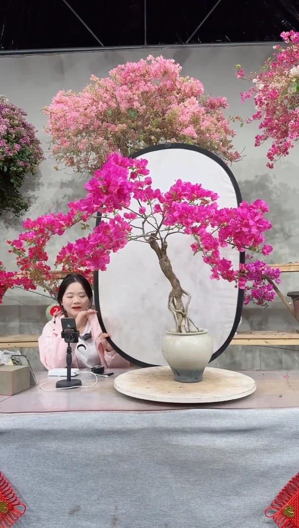 【闪购商品】盆景三角梅