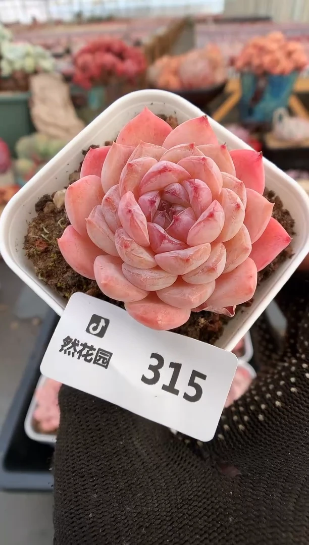 【闪购商品】315冰魄两棵量拍