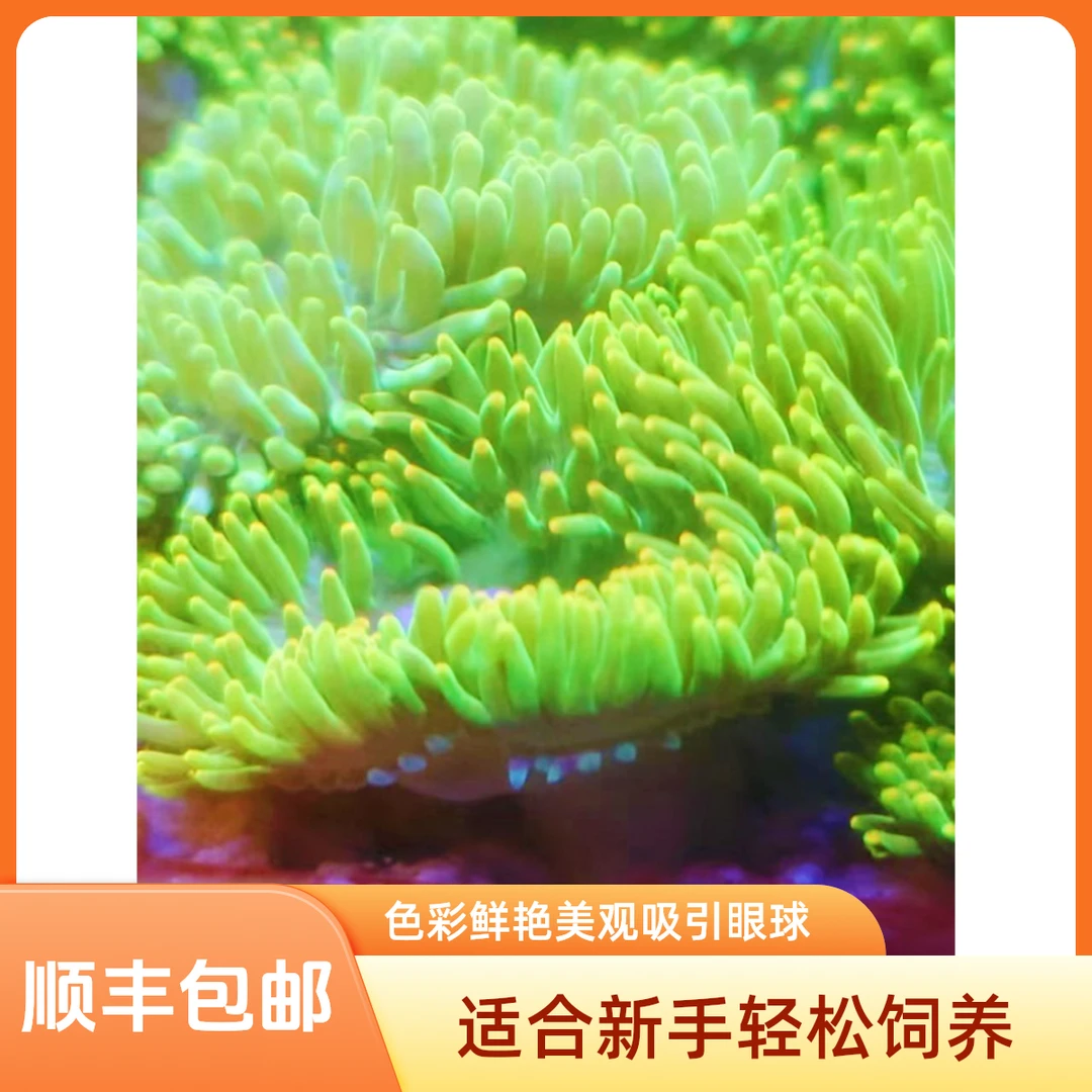 荧光绿石葵海缸生物色彩美观易活适合新手饲养海缸造景