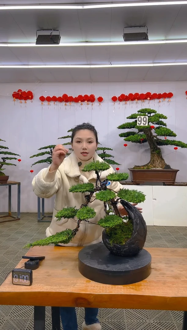 【闪购商品】盆景1