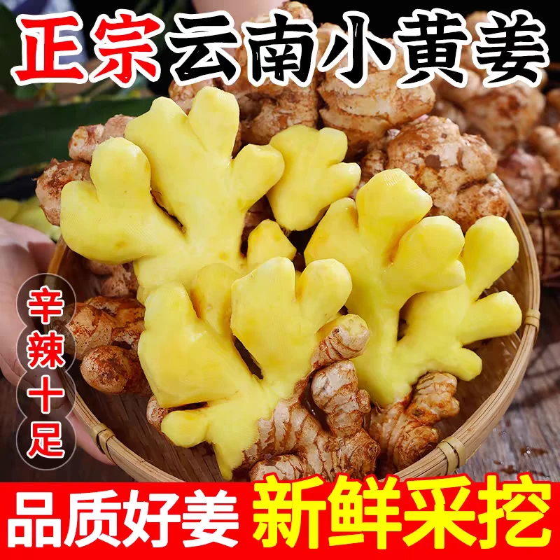云南小黄姜香味浓郁辛辣够味现挖山地种植仔姜生姜老姜正宗老黄姜