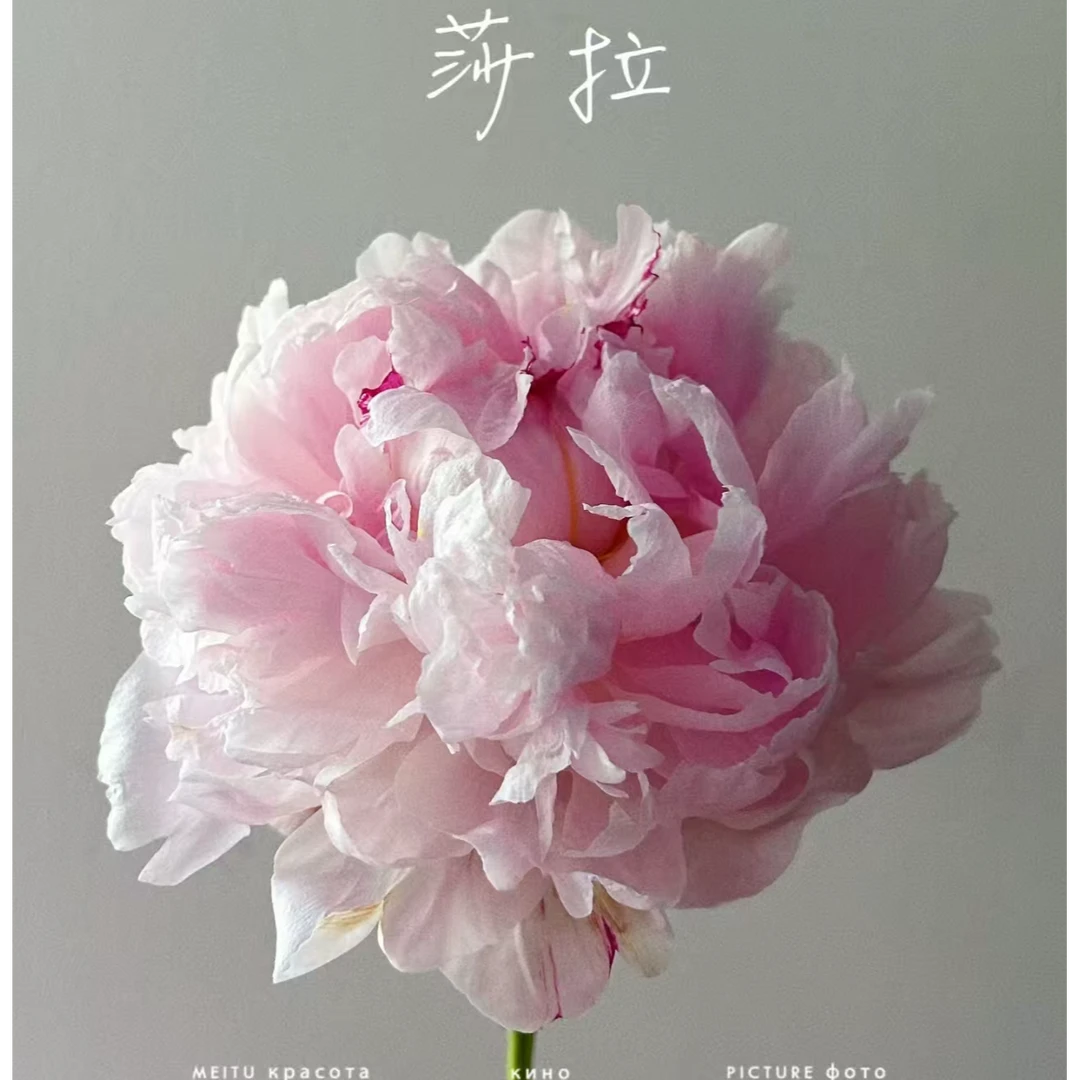 （莎拉）粉色 东北芍药东北鲜花基地直发顺丰包邮鲜花鲜切花