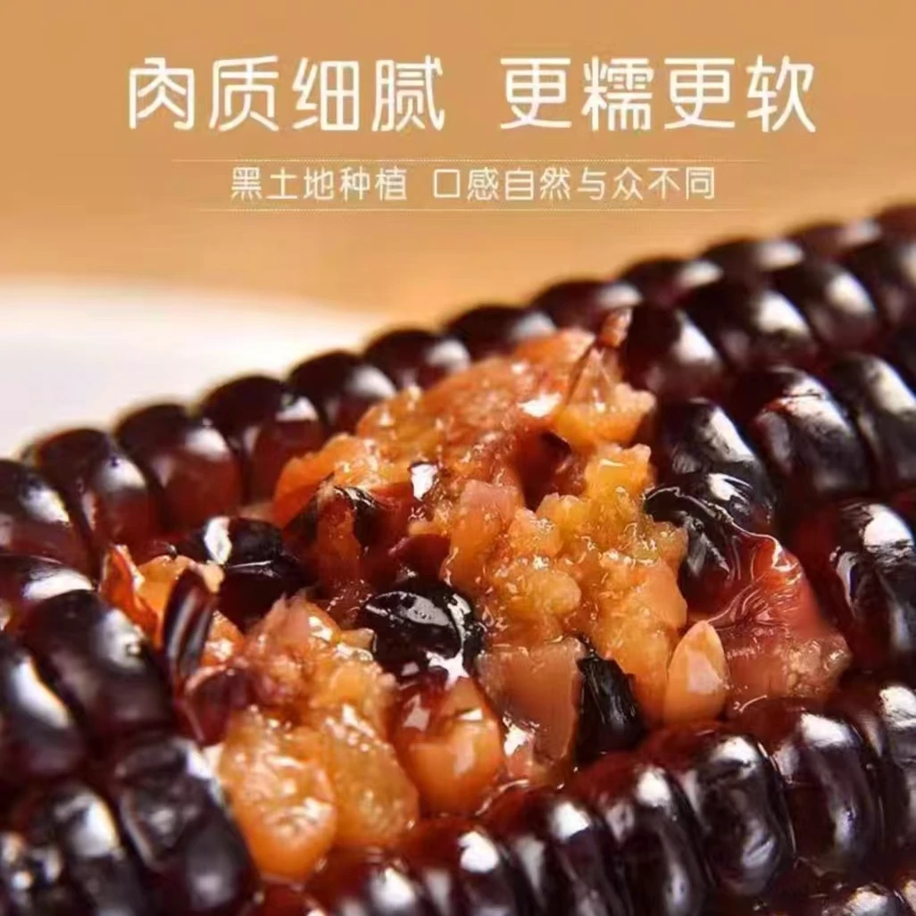 正宗东北黑糯玉米真空包装非转基因整箱8支2500克黑珍珠低脂粗粮