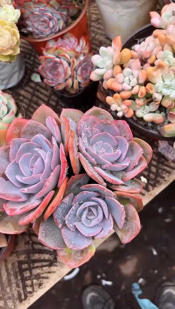 我****子多肉植物一物一拍18224