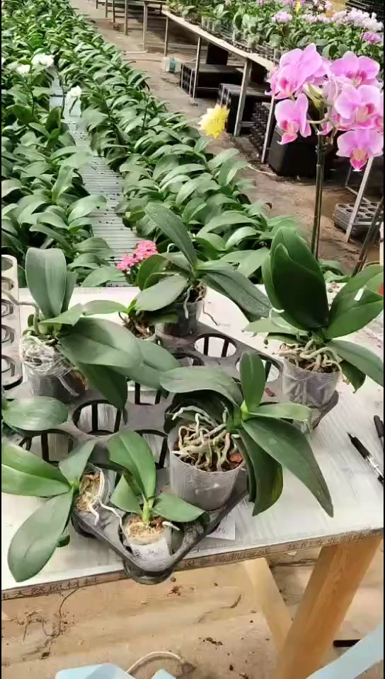 完全开放粉优雅闪购开品