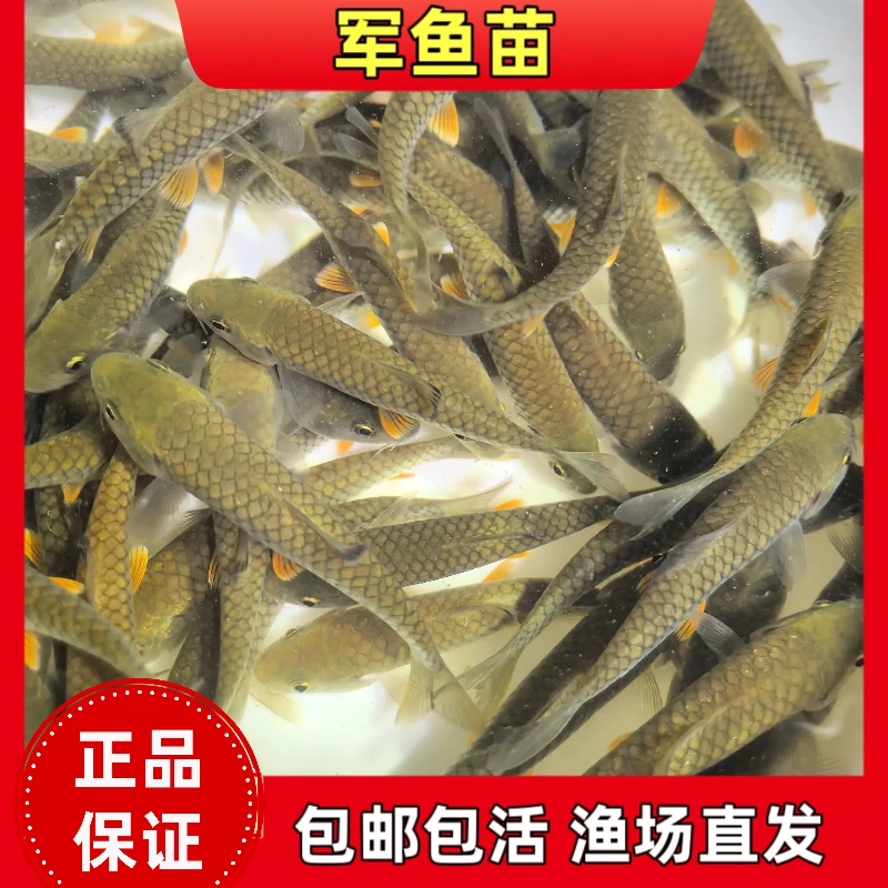 军鱼石坚鱼鱼观赏鱼黄娟粗鳞鱼光倒刺鲃青竹淡水观赏鱼好养活