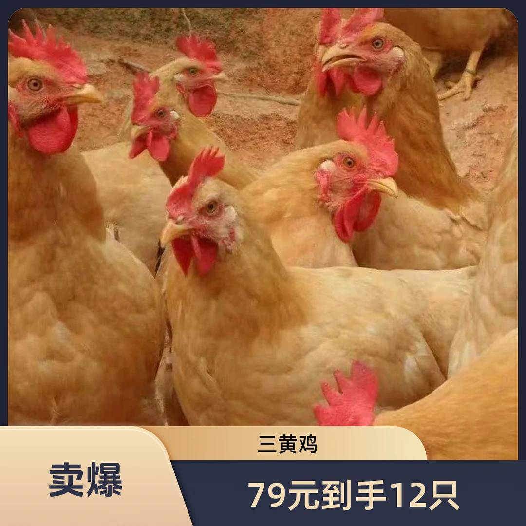散养三黄鸡12只公母可选宠物鸡包邮