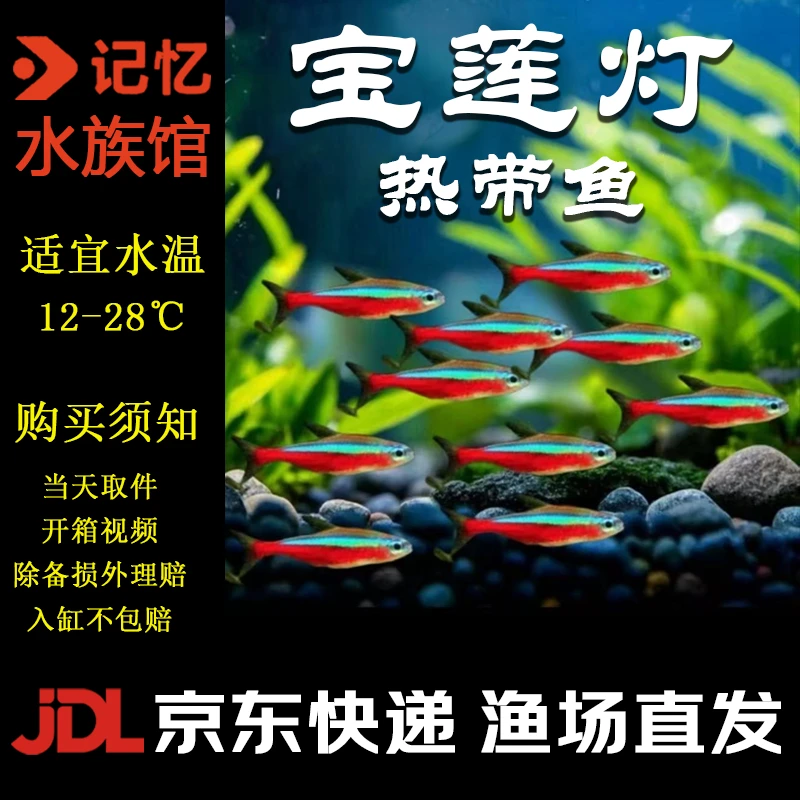 【宝莲灯】京东快递灯科鱼好养耐活小型热带观赏鱼