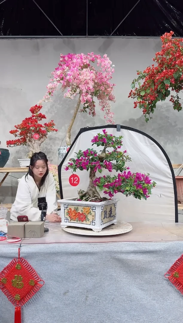 【闪购商品】盆景小叶紫