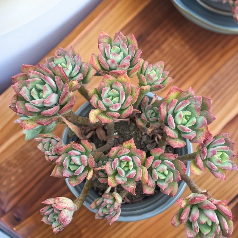 多头老桩红稚莲多肉脱土发货适合庭院美观