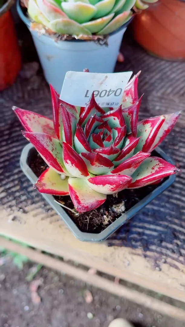 夏**气跃跃精品多肉04061