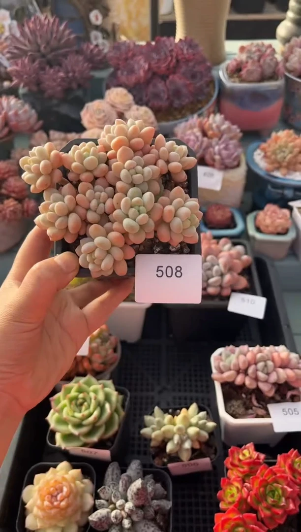 508群生鱼子酱酱多肉