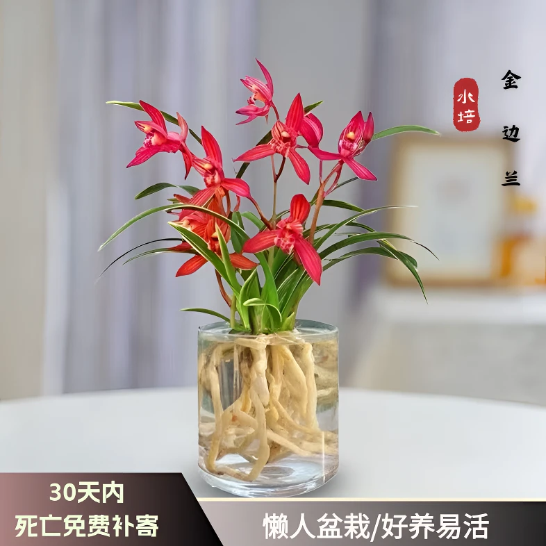 水培香水金边兰花苗室内植物浓香型四季建花卉耐寒植物秋冬带花苞
