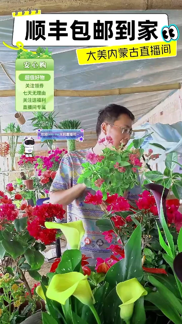 完全开放重瓣粉三角梅
