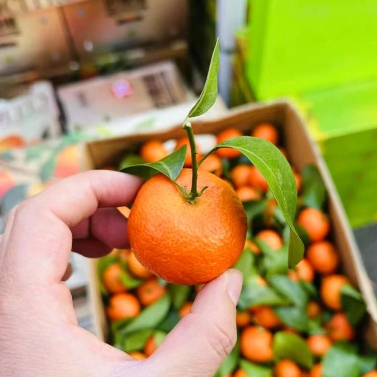 广西正宗精品砂糖橘中大果 一筐约9~10斤装