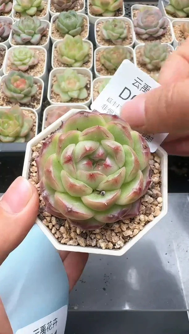 280D云禹多肉植物 带盆土纸巾打包 3颗包邮