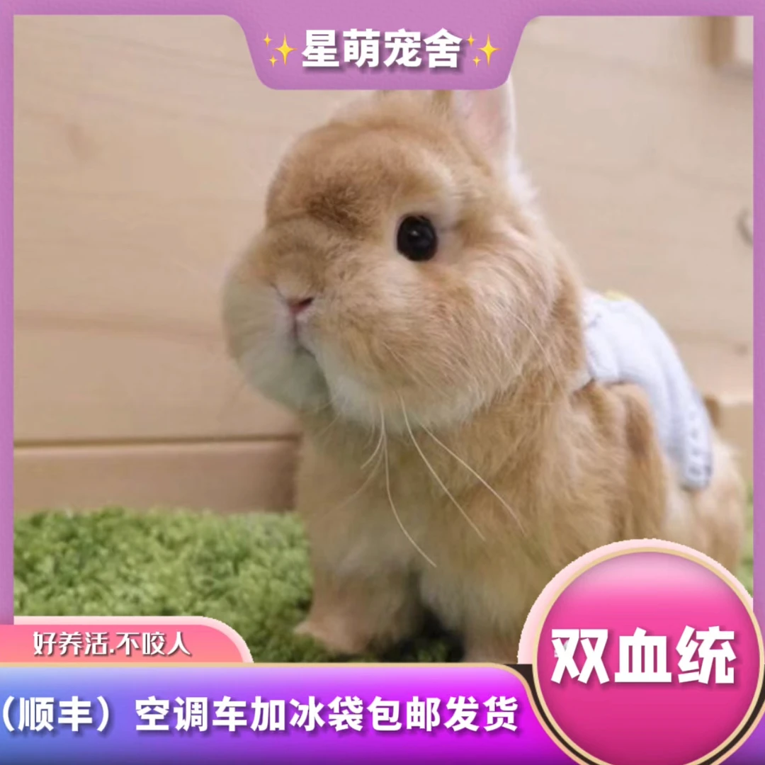 【星萌优选】（小体型）活体宠物兔 侏儒兔 垂耳兔好养活适合儿童宠物